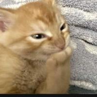 Caim&aacute;n an&oacute;nimo