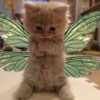 hail kitty