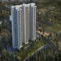 Prestige Forest edge