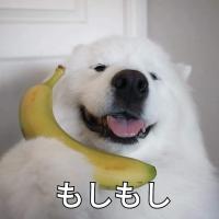 Pandapandaluv