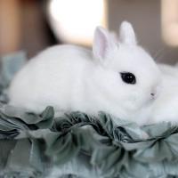 Cloud violet