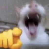 callate_/amo a mikasa.