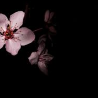 Sakura_Sosa