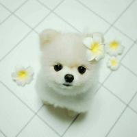 Thokchom Dolly