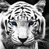 tiger eats