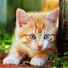 Neko_san 7w7 Neko_san 7w7