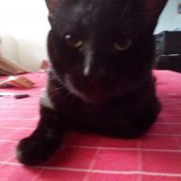 kuro-chan😸😻😺😼