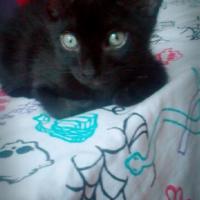 Marilovescat