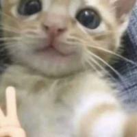 ！★﹕﹐queso rayado