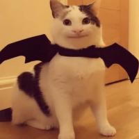 demonslayer_c’est_bien demonslayer_c’est_bien