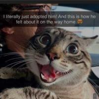 GatoPan4