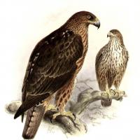 byakuga