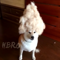LordDog