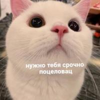 Раште бой! Раште бой!