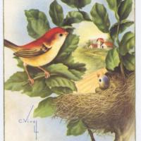 Bird