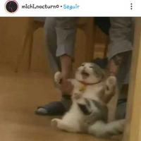 Shorter_pateame_porfavor.