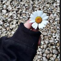 kuola_12 kuola_12