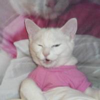 GatoEspacial
