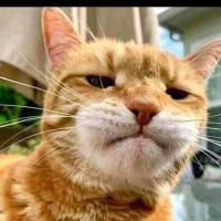 OrangeCat