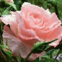 soraflowers